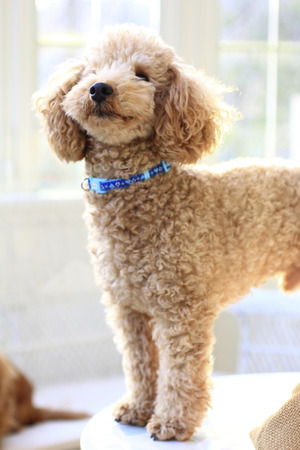Toy poodleの写真素材