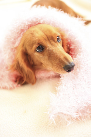 Pink scarf and a miniature Dachshundの写真素材