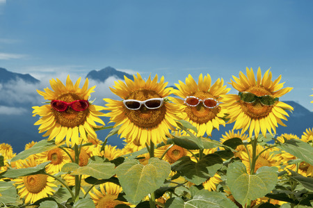 Sunflower with sunglassesの写真素材