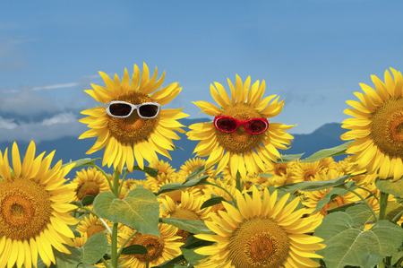 Sunflower with sunglassesの写真素材