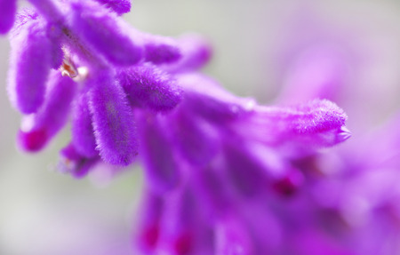 Mexican bush sageの写真素材