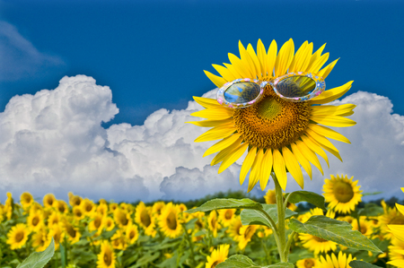 Sunglasses sunflowerの写真素材