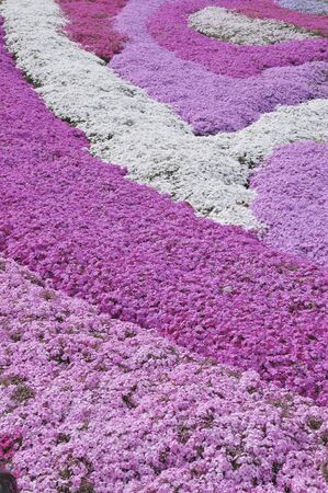 Phlox color up upの写真素材