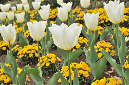 Tulip fieldの写真素材