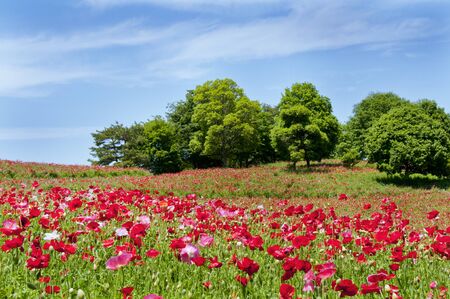 Dish over poppyの写真素材