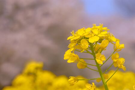 Rapeseed up