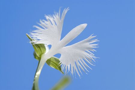 Heron grass upの写真素材