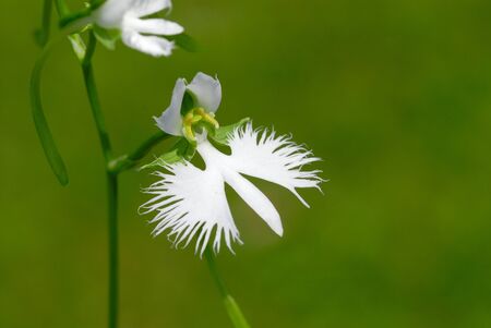 Heron grass upの写真素材