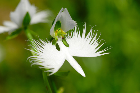 Heron grass upの写真素材