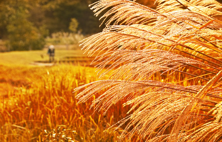 Japanese pampas grass of autumnの写真素材