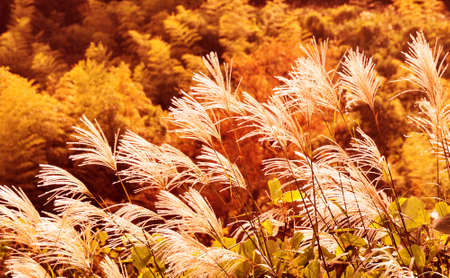 Japanese pampas grass of autumnの写真素材