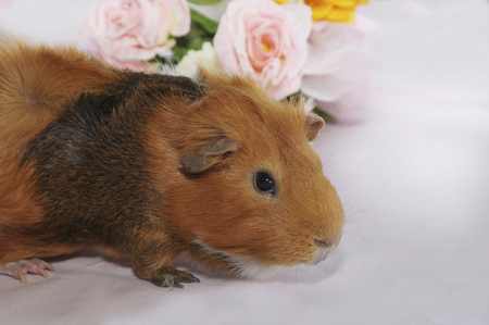 Kure thread species of guinea pigの写真素材