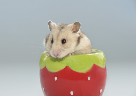 Cute hamsterの写真素材