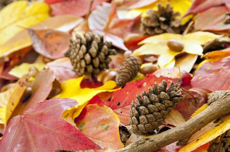 Deciduous autumnの写真素材