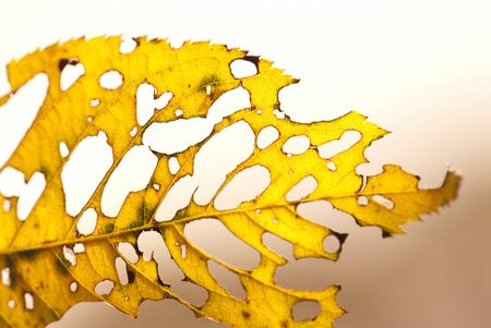 Leaves of worm-eatenの写真素材