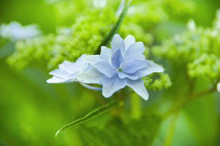 Hydrangea fireworks of the Sumidaの写真素材