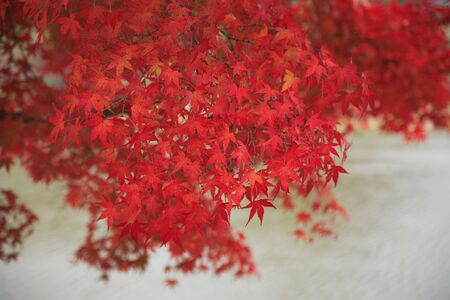 Autumn leaves