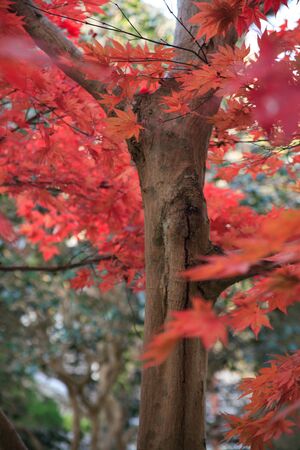 Autumn leaves