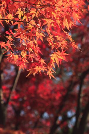 Autumn leaves