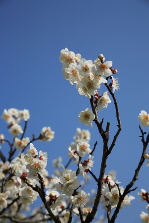 White plumの写真素材