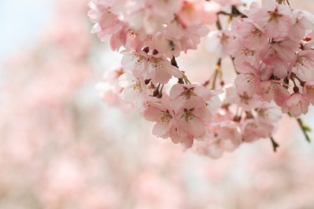 Sakuraの写真素材