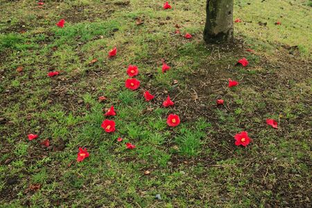 Tsubakiの写真素材