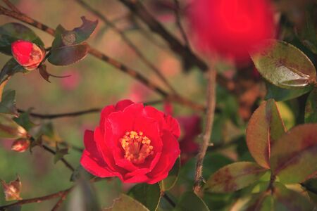 Camelliaの写真素材