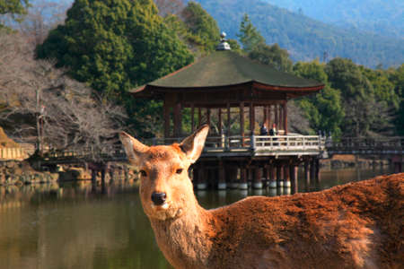 Ukimi-deerの写真素材