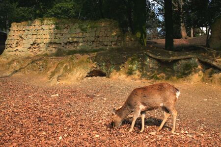 Deerの写真素材