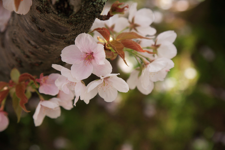 Cherry bloom to stemの写真素材