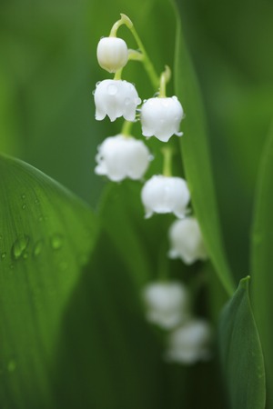 Lily of the Valleyの写真素材