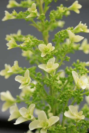Kashiwa hydrangea