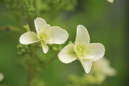 Kashiwa hydrangea