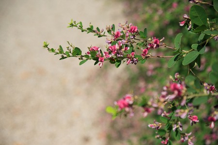Bush clover flowerの写真素材