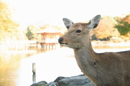 Ukimi-deerの写真素材
