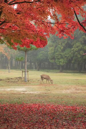 Autumn leaves and deerの写真素材