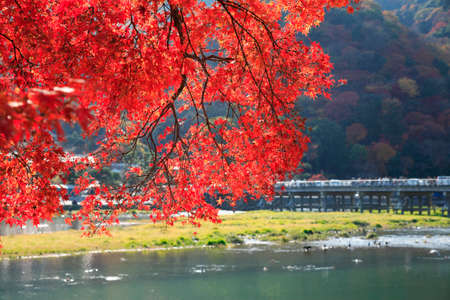Fall of Arashiyamaの写真素材