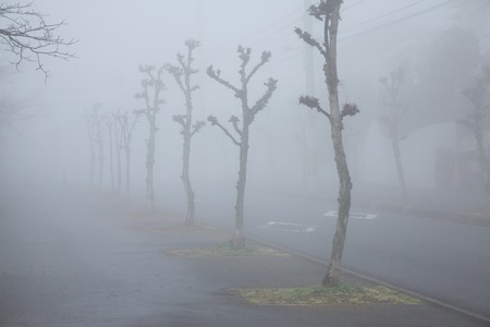 Pavement of fog