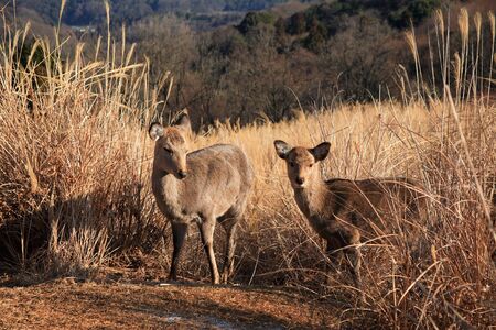 Deer mount wakakusaの写真素材