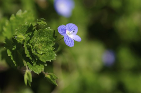 Veronica persicaの写真素材