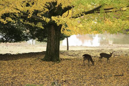 Ginkgo and deerの写真素材