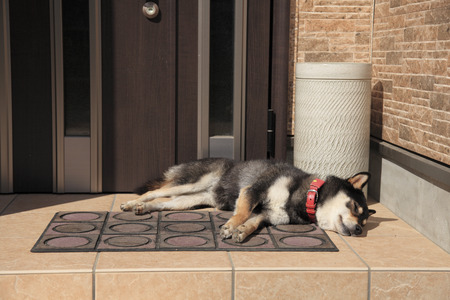 Sleeping Shiba Inuの写真素材