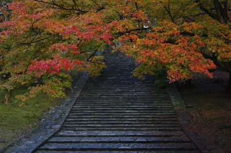 Mapleの写真素材