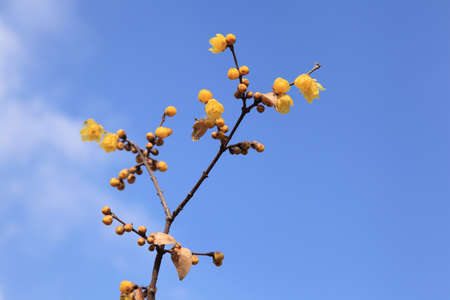 Robinの写真素材