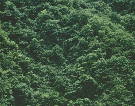 Forestの写真素材