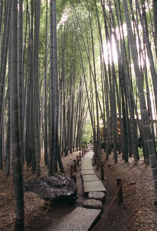 Bamboo forestの写真素材