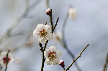 Red Plumの写真素材