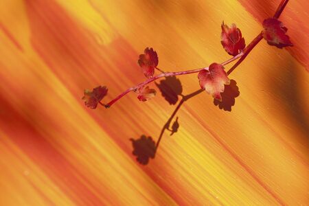Ivy leaves