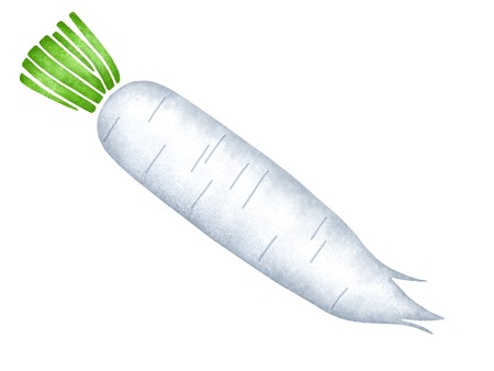 Daikon radishの写真素材