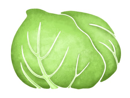 Cabbage illustrationの写真素材